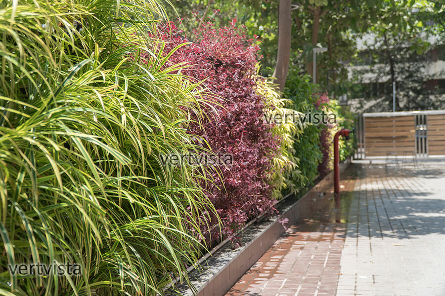 outdoor-plantwall